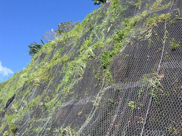 Plants grow from the slope covered by hexagonal netting system.